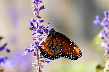 Obraz premium Queen butterfly close up