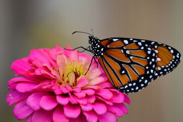Queen butterfly close up