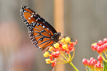 Queen butterfly on tropical milkweed flowers