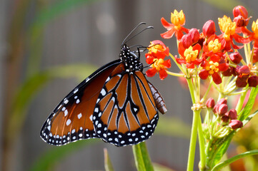 Queen butterfly on tropical milkweed 