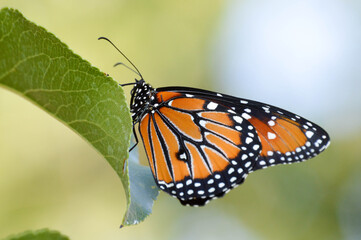 Fototapeta na wymiar Queen butterfly close up