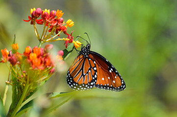 Queen butterfly on tropical milkweed flowers