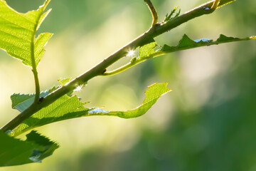 早朝の朝日に光る2つの雨だれ
