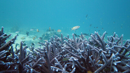 The underwater world of coral reef with fishes at diving. Coral garden under water. Leyte, Philippines.