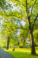 Naklejka premium 木々と空 