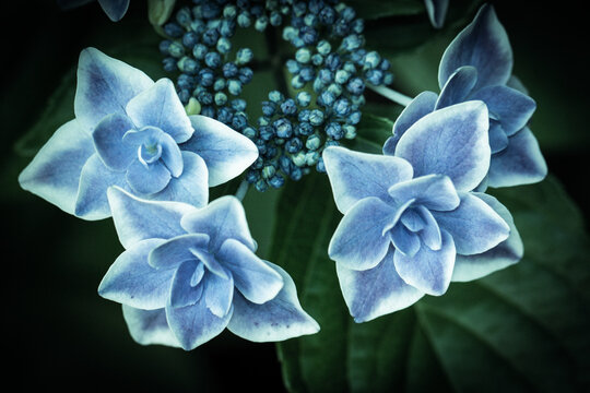 612 Best コンペイトウ Images Stock Photos Vectors Adobe Stock 612 Best コンペイトウ Images Stock Photos Vectors Adobe Stock