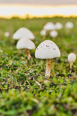 Mushroom on green grasses field, growing in autumn, mushroom picking