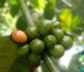 close up to a coffee tree