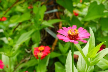 Obraz premium A pink Zinnia flower as blur blackgroud.