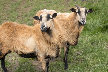 Two Icelandic sheep in a pasture.