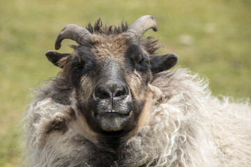 Fototapeta premium Close up portrait of an icelandic sheep.