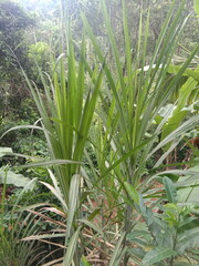 The sugar cane tree plant