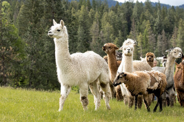 Alpaca leads the group.