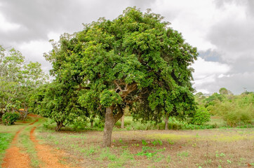 Fototapeta na wymiar Sapodilla Tree Beside Dirt Path