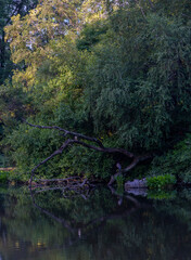Serene Landscape of a Reflecting Pond with Trees