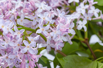 purple lilac branch, used as a background or texture
