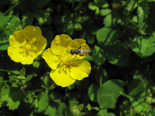 Close up of Ranunculus asiaticus flower with an insect on green background.