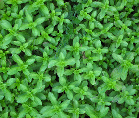 Fototapeta na wymiar Background of Pennyroyal Mentha pulegium wild mint in spring.