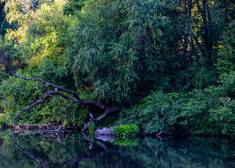 Fototapeta na wymiar Calm Landscape of a Pond and Trees