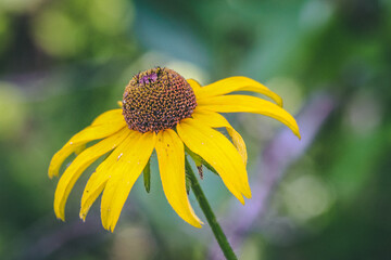 Wildlife and nature images