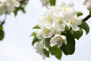 Close-up of a blooming Apple tree in the 