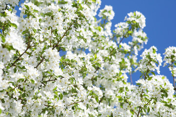 Blooming Apple tree against the blue sky