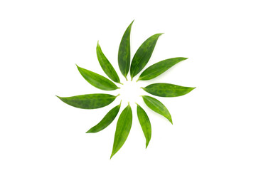 example of plant diseases which has circle Smudges on the leaf are arranged in the circle line like a flower shape on white background. Clipping path