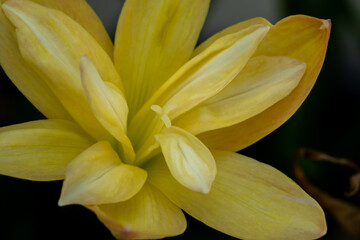 Obraz premium Focus on Pollen of Rain Lily yellow color with 2 layer petals that is blooming under the morning light.