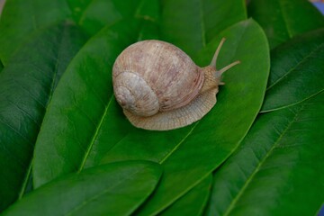 Snail close-up on bright green leaves background.Snail slime and mucin concept.environment and wildlife concept.Large  snail on a green leaf. copy space.