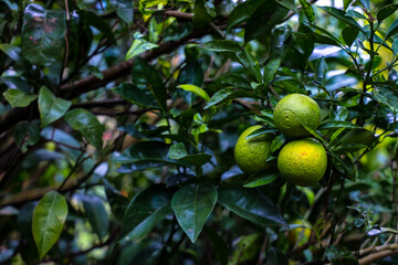 Green Orange tree with fruits