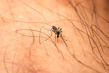 Aedes aegypti Mosquito. Close up a Mosquito sucking human blood.