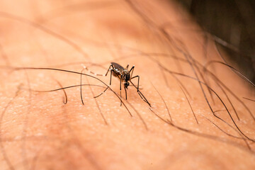 Aedes aegypti Mosquito. Close up a Mosquito sucking human blood.