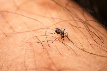 Aedes aegypti Mosquito. Close up a Mosquito sucking human blood.