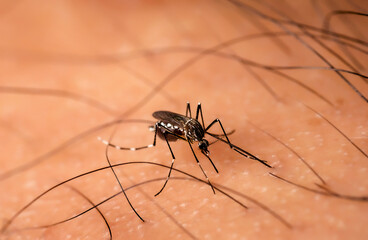 Aedes aegypti Mosquito. Close up a Mosquito sucking human blood.
