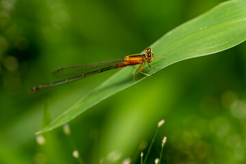 Dragonfly Hunter other insects. Dragonfly on some plants. dragonfly on green grass.