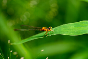 Dragonfly Hunter other insects. Dragonfly on some plants. dragonfly on green grass.