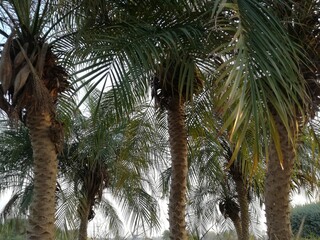 Low angle view of date/palm trees