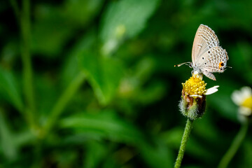 closeup of white butterfly on grass in a meadow