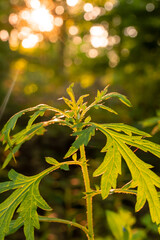 Green spring leaves with a sun flare in background 