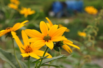 Yellow flower