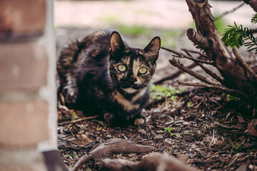 Stray Cat sitting under a tree in a dust