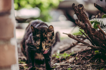 Stray Cat eating can food while sitting under a tree in a dust