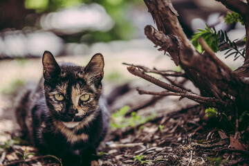 Stray Cat sitting under a tree in a dust