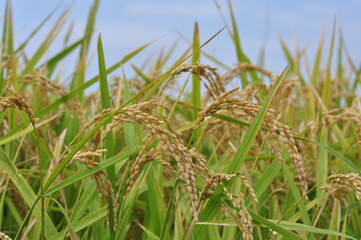 Naklejka premium Rice field in Japan