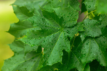 Hickory Leaves in the Rain