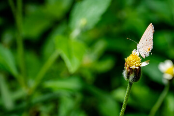 closeup of white butterfly on grass in a meadow