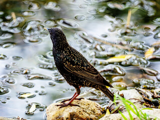 Starling by the water.