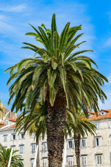 Fototapeta na wymiar It's Palm in Split, Croatia