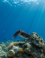 Cuttlefish on a colorful coral reef and the water surface in background