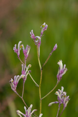 pink flowers in garden
